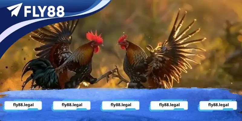 Tham gia đặt kèo đá gà Fly88 dễ dàng tại sân chơi